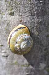 Cepaea nemoralis